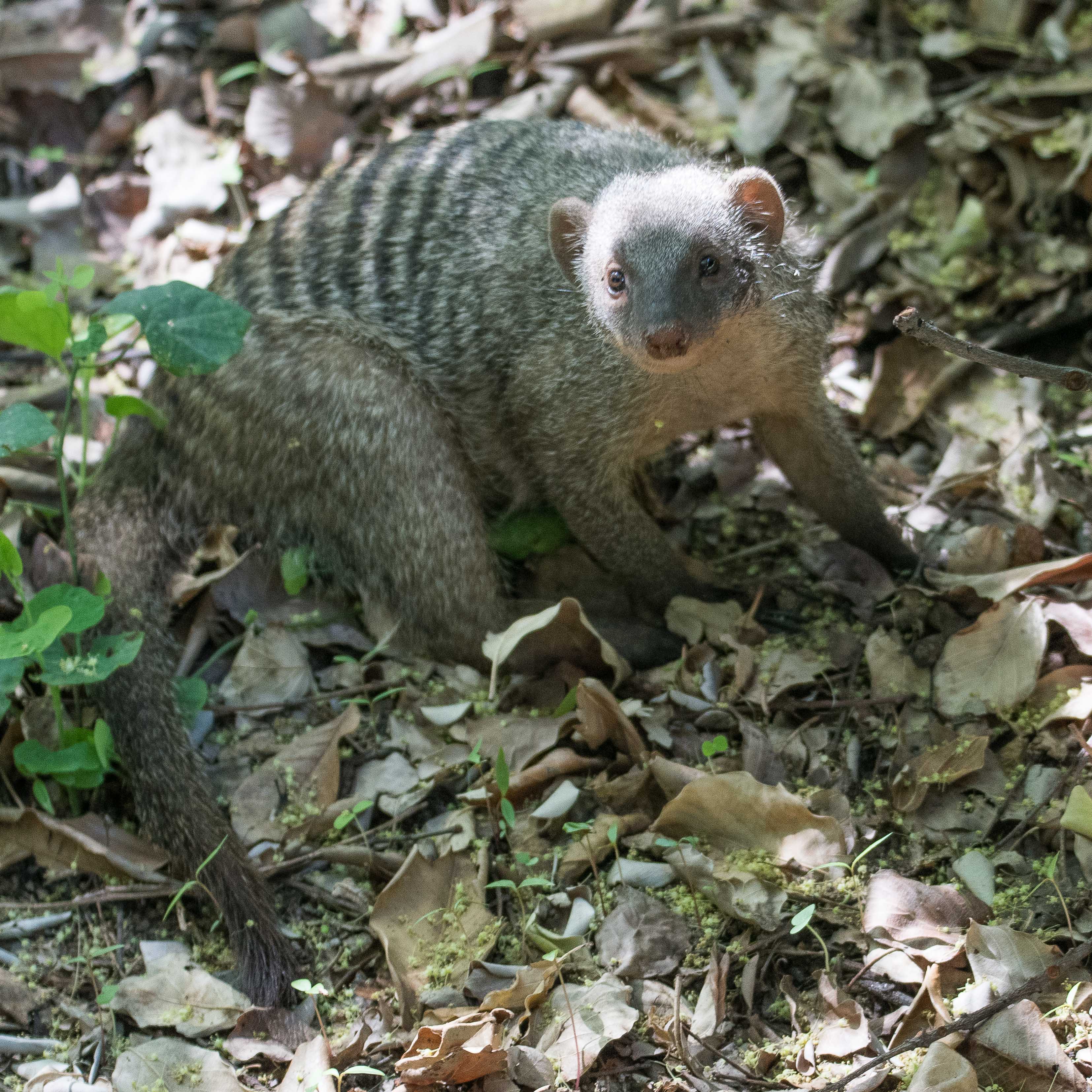 Mangouste rayée adulte (Banded mongoose, Mungos mungo), Chobe game lodge, Botswana.